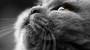 

Обои коты 1366x768

