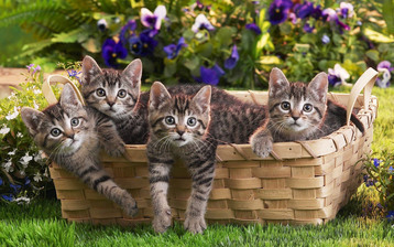 

Обои котята корзина красивые

