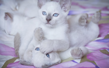 

Обои котята белые голубоглазые

