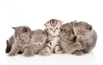 

Обои котята 2560x1600 вислоухие

