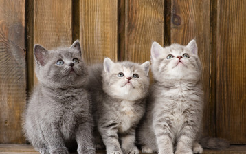 

Обои котята 2560x1600 пушистые

