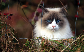 

Обои коты на рабочий стол скачать бесплатно.

