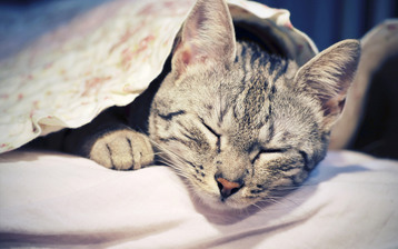

Обои коты 2560x1600 спящий кот

