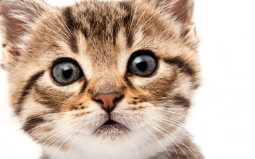 

Обои с изображением котят

