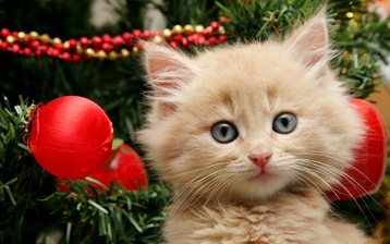 

HD wallpapers cat desktop

