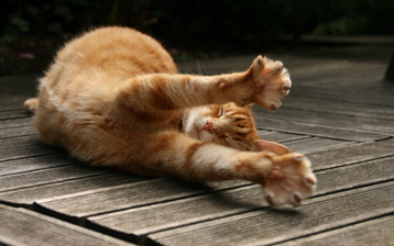 

HD wallpapers cats desktop

