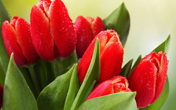 

Wallpapers flowers, images flowers

